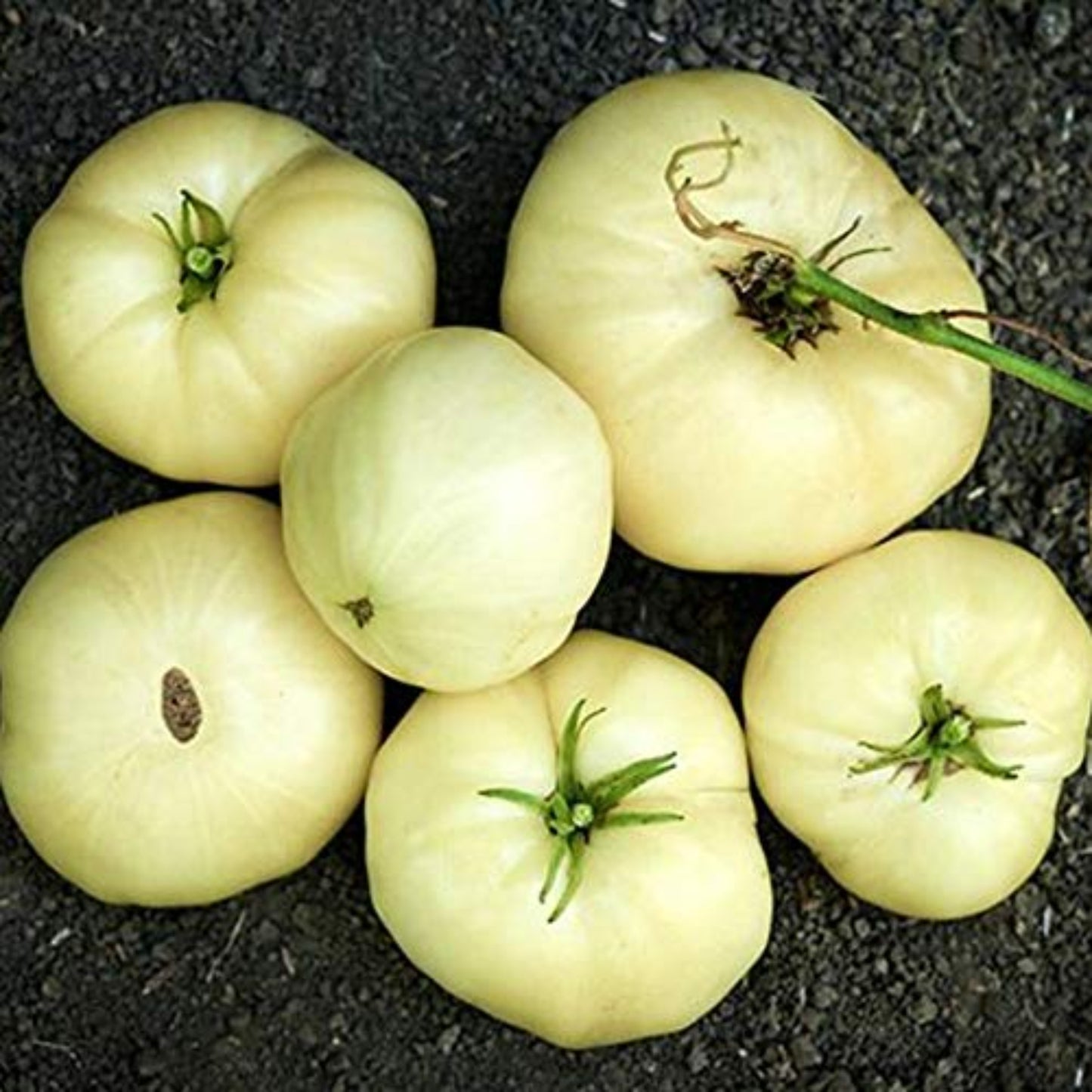 Great White Tomato Seeds - Add to Your Garden Grandes graines de tomates blanches – Ajoutez à votre jardin