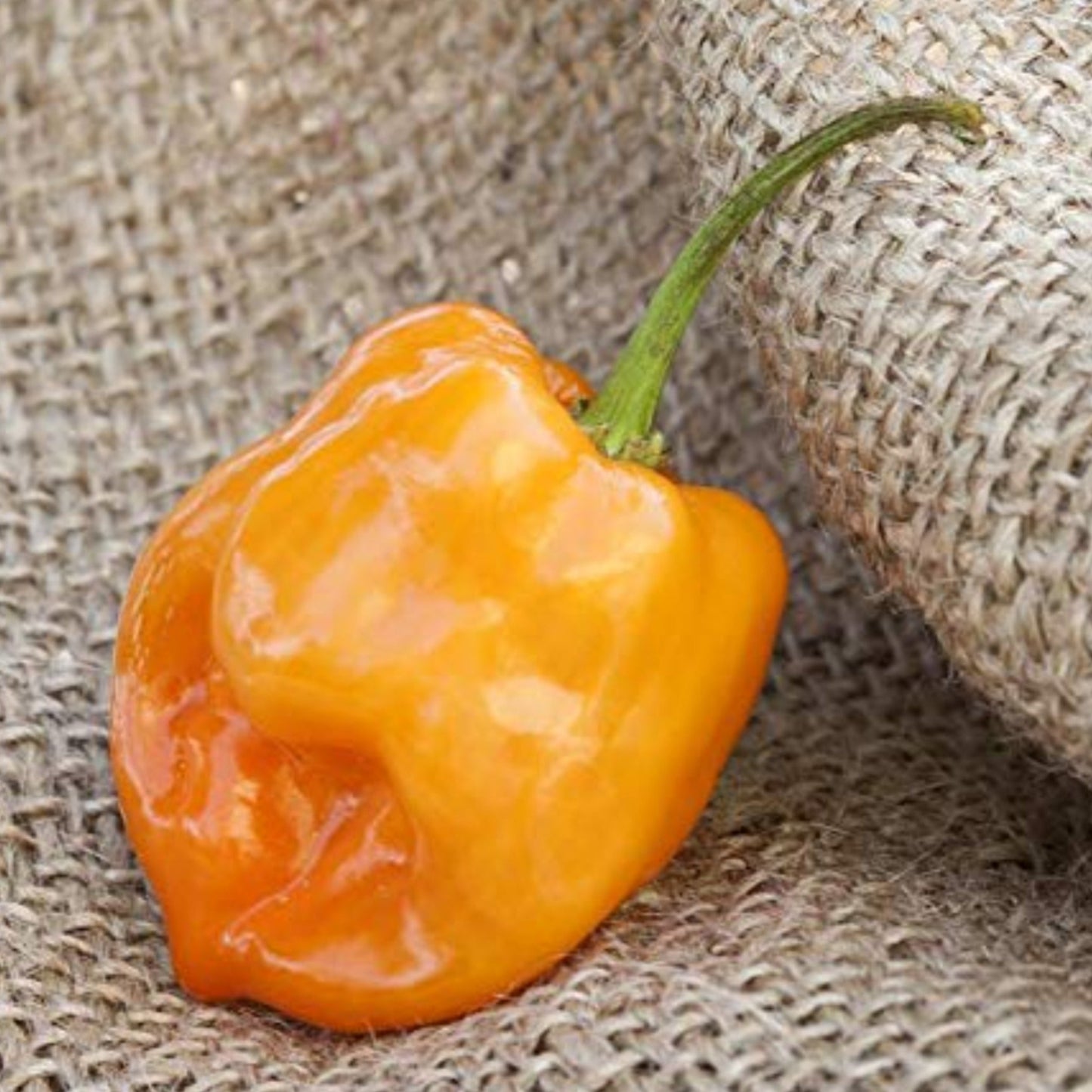 For Bountiful Harvest Habanero Orange Pepper seeds Pour une récolte abondante de graines de poivre orange Habanero