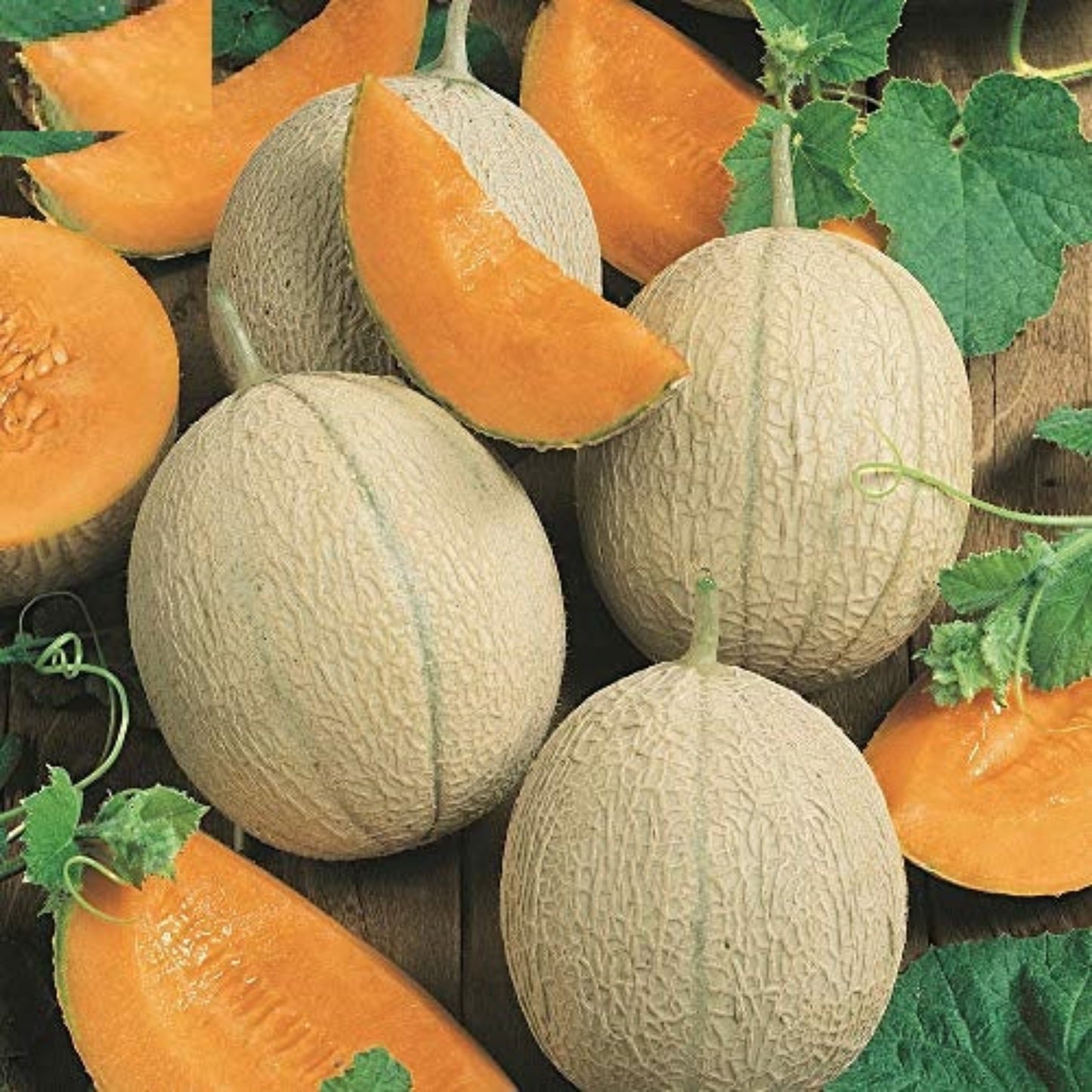 Fresh Hearts of Gold Cantaloupe Seeds for Planting Graines fraîches de cantaloup Hearts of Gold pour la plantation