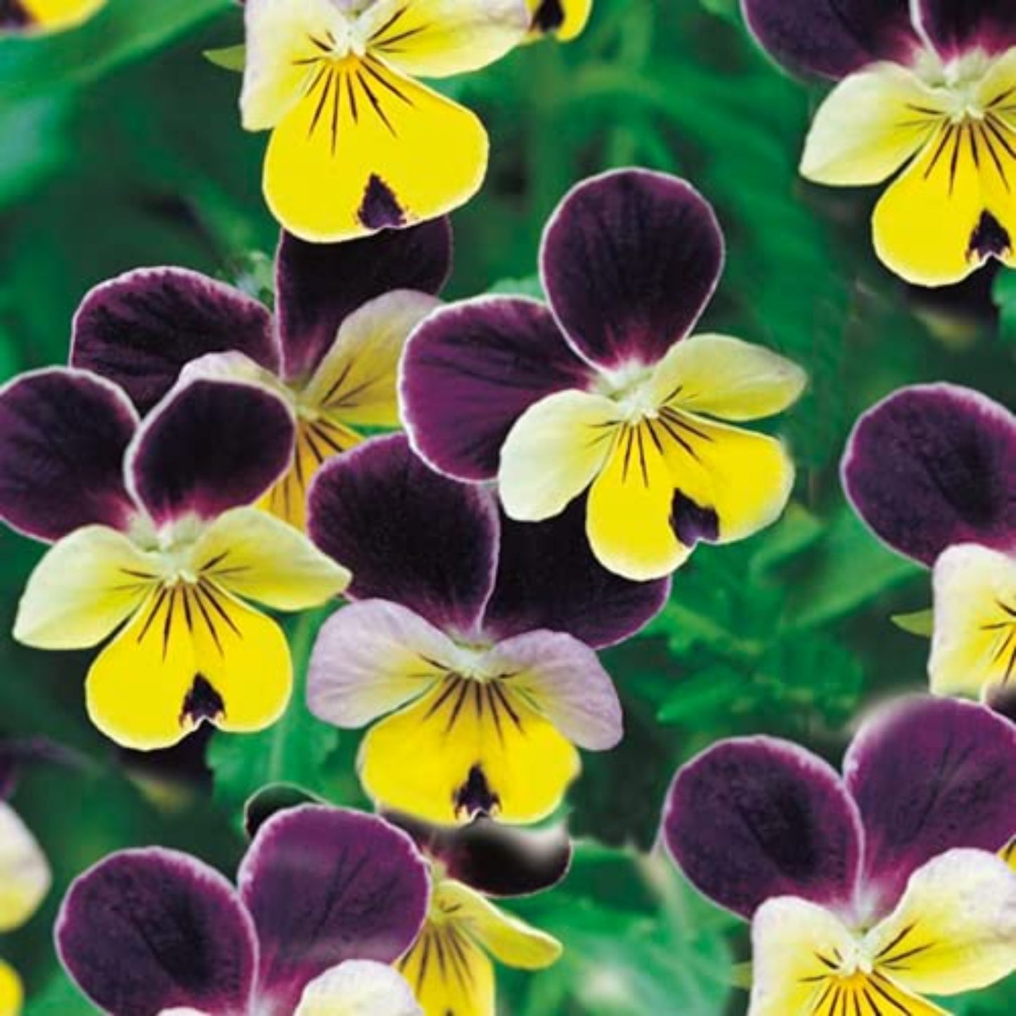 Helen Mount Johnny Seeds for Home Garden Graines Helen Mount Johnny pour le jardin domestique