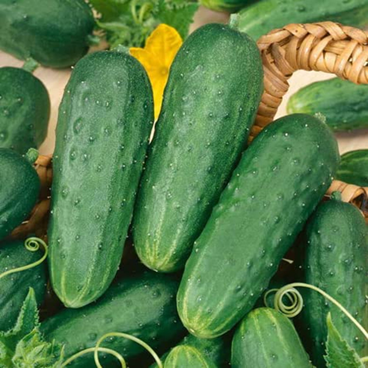 Pickles Cucumber Seeds Ideal for Home Gardening Graines de concombre cornichons idéales pour le jardinage domestique