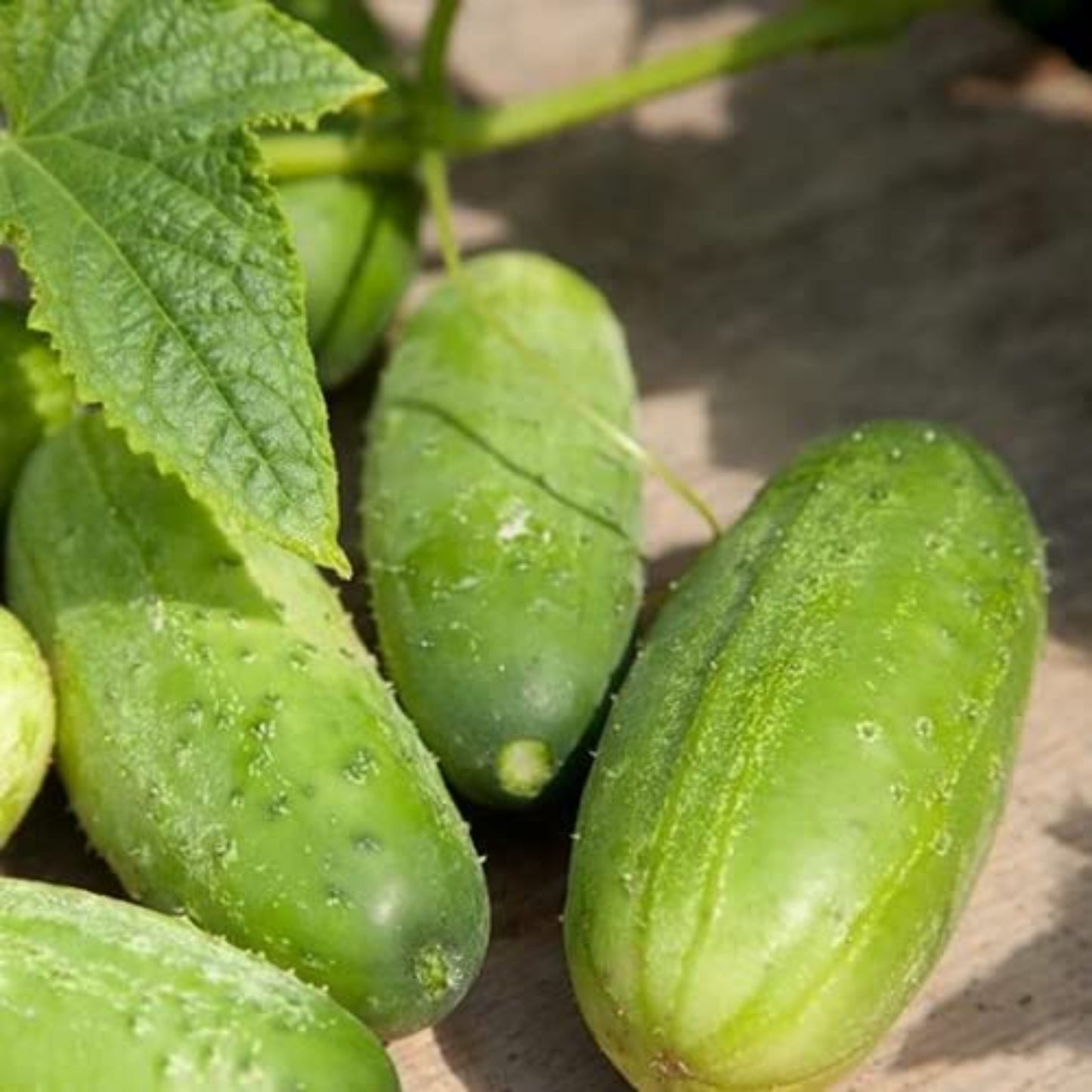 High-Quality Planting Pickles Cucumber Seeds Plantation de graines de concombre de cornichons de haute qualité