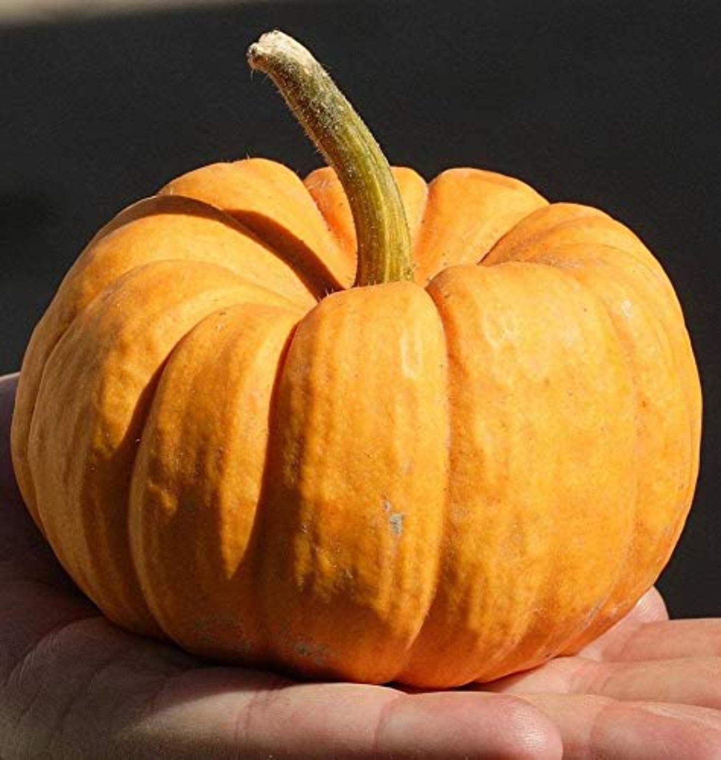 Jack Be Little pumpkin seeds for planting Graines de citrouille Jack Be Little à planter