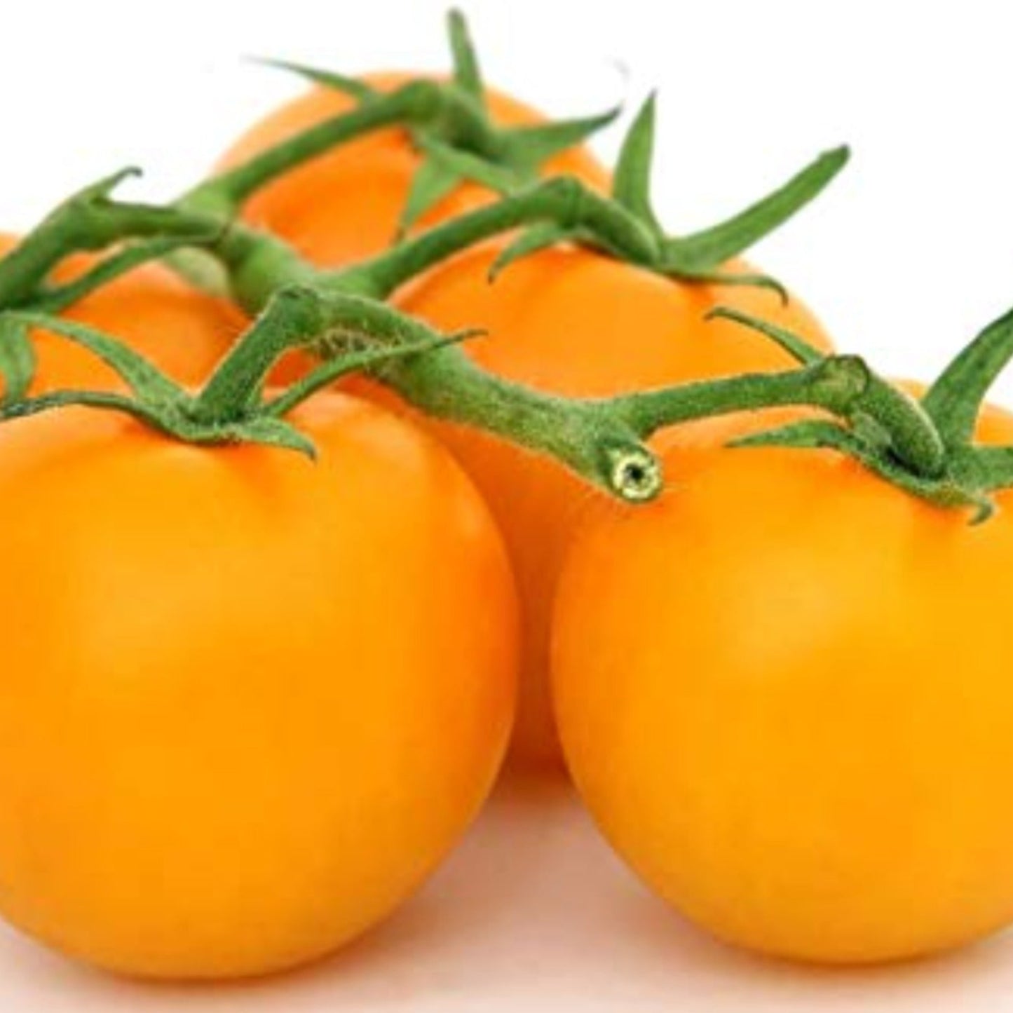 Seeds Golden California Jubilee Tomatoes - Grow Your Own Graines de tomates Golden California Jubilee - Cultivez les vôtres