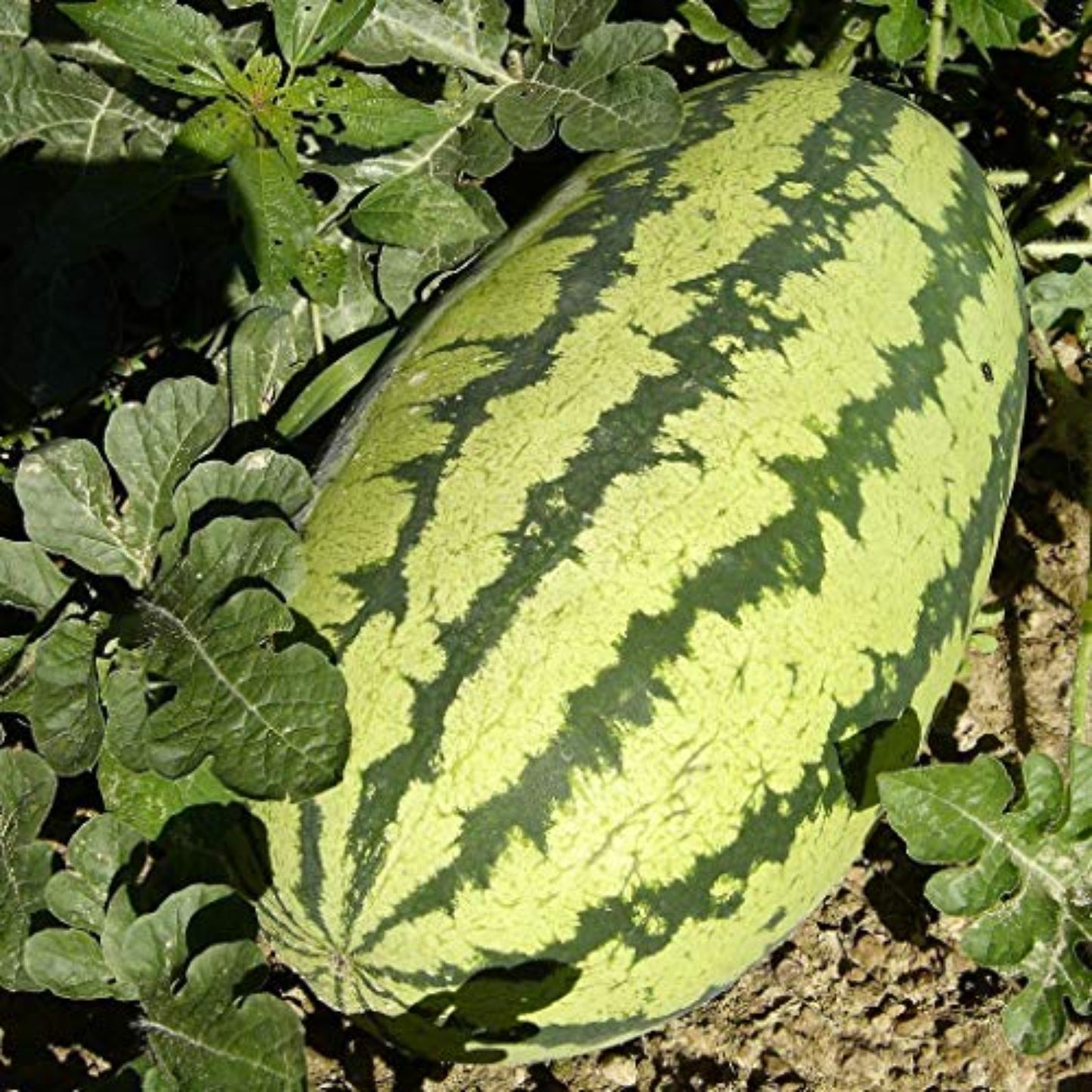Image of Jubilee watermelon seeds with natural lighting Image de graines de pastèque Jubilee avec éclairage naturel