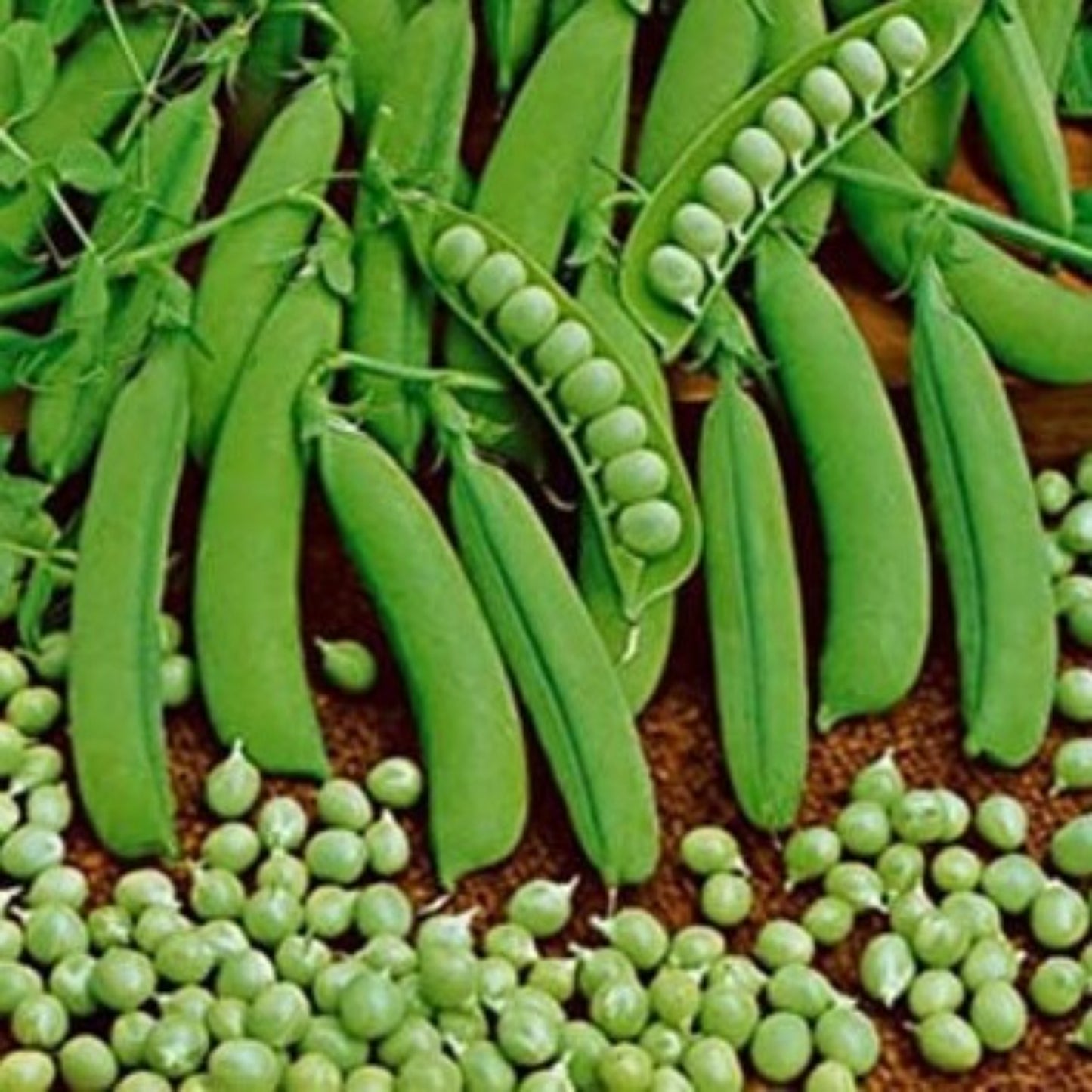 Heirloom Little Marvel pea seeds Graines de pois Heirloom Little Marvel