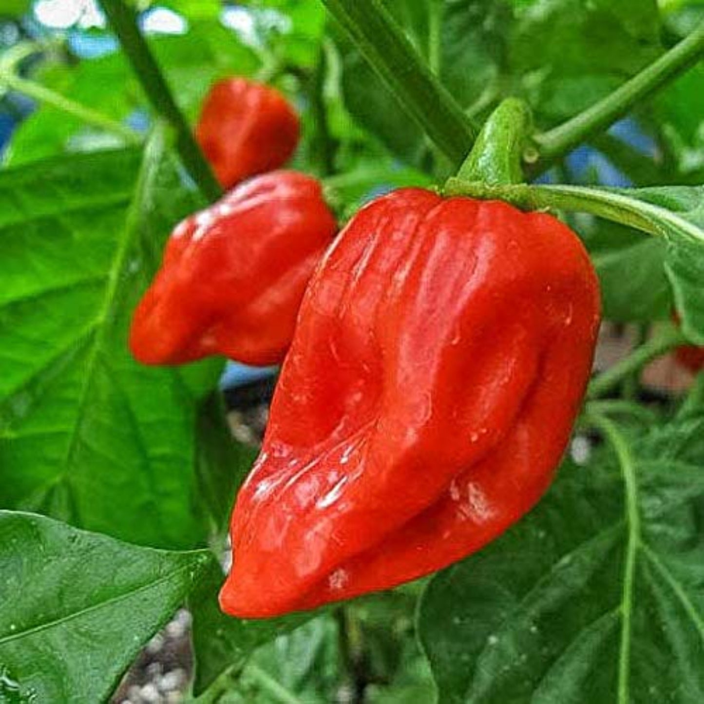 Habanero Mayan Red Hot Suitable for Planting Habanero Mayan Red Hot adapté à la plantation