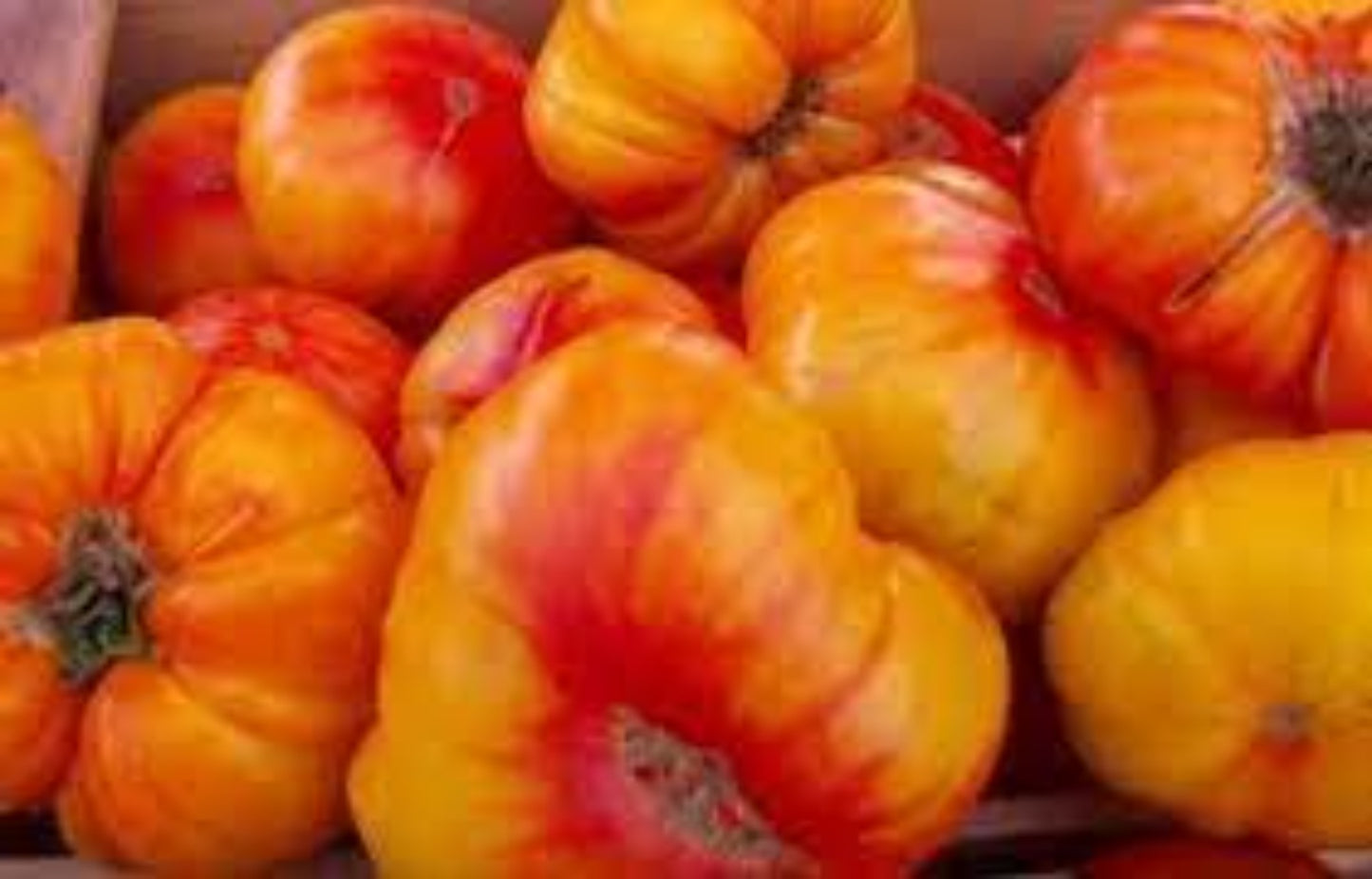 Heirloom Old German Tomato Héritier vieille tomate allemande