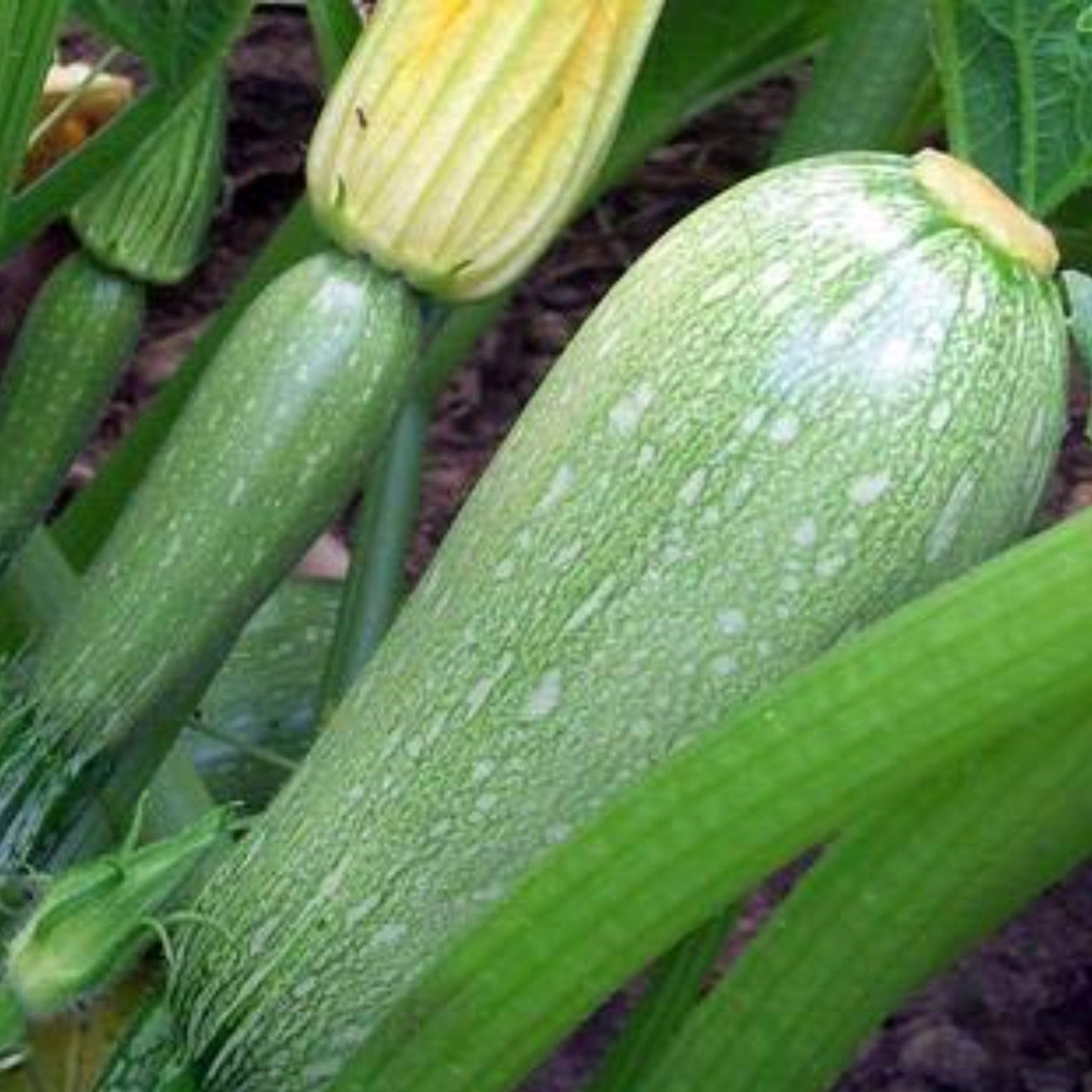 Grey Zuchinni Plant with its Fruits Plante de courgette grise avec ses fruits