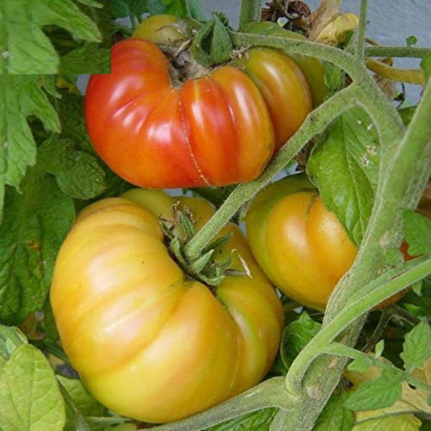 Pineapple Tomato Plant with its Fruit Plante de tomate d'ananas avec ses fruits
