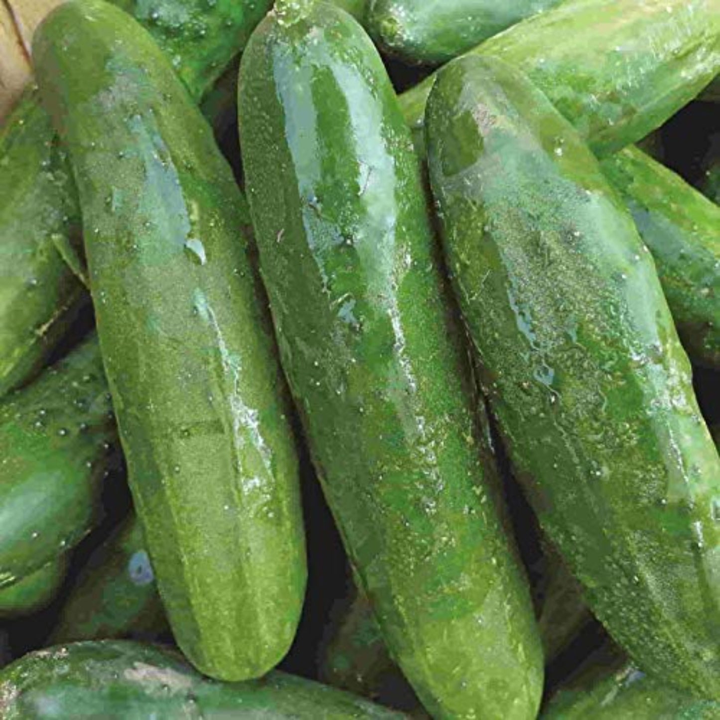 Fresh bunch of Poinsett 76 cucumbers Un tas de Poinsett 76 concombres