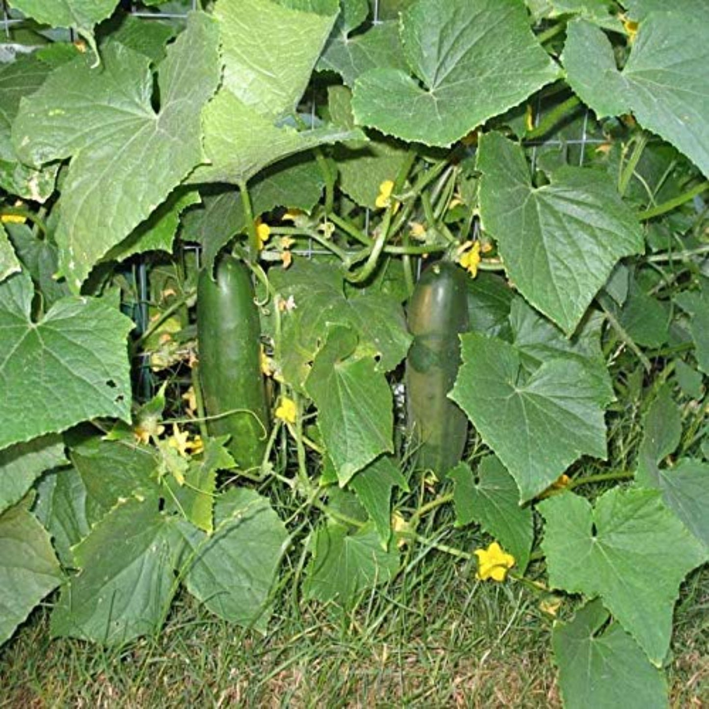 Poinsett 76 cucumber on its plants Poinsett 76 concombre sur ses plantes