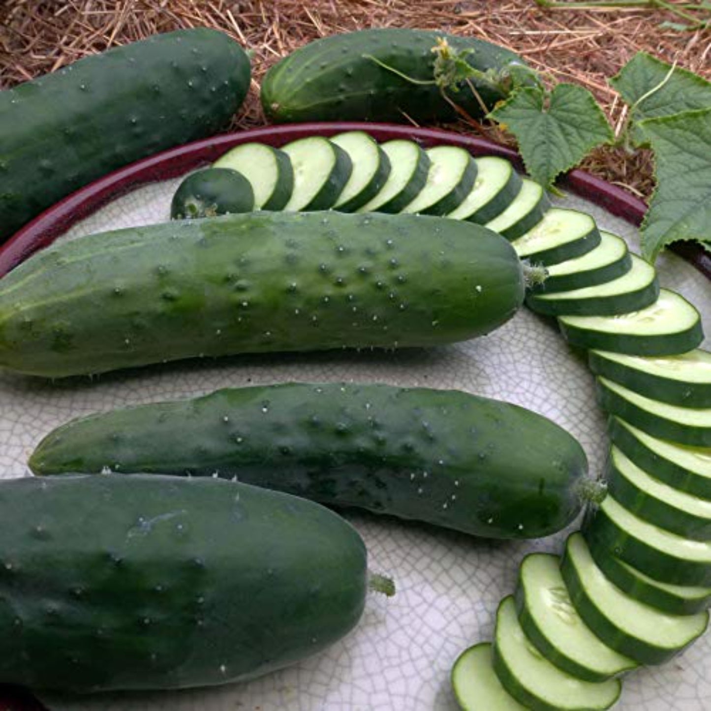 Delicious Poinsett 76 cucumber slices Délicieuses tranches de concombre Poinsett 76