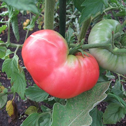 Ponderosa Pink Tomato Plant witth its Fruit