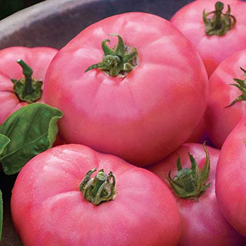 Bulk of Ponderosa Pink Tomato Plant