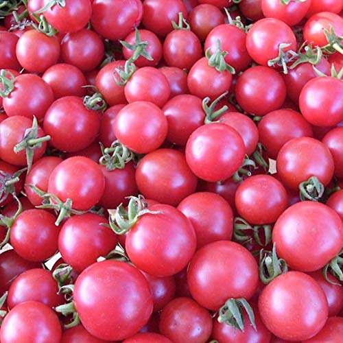Bulk of Ponderosa Pink Tomato Plant