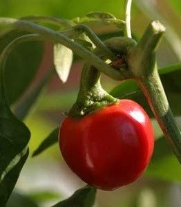 Vibrant Pepper Seed Collection Harvesting and Gardening collection de graines de poivre vibrantes, récolte et jardinage