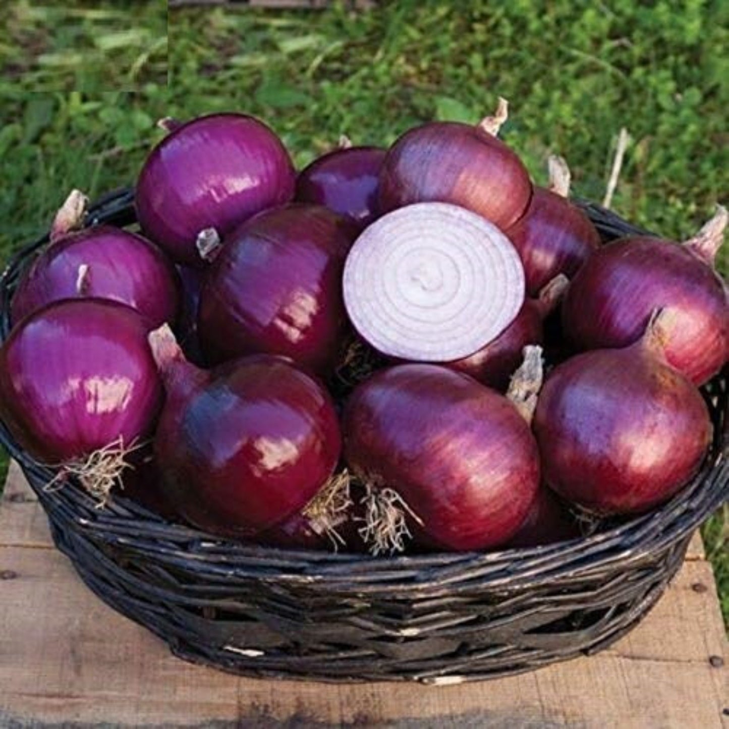 Grow Red Burgundy Onions from These Seeds Cultivez des oignons rouges de Bourgogne à partir de ces graines
