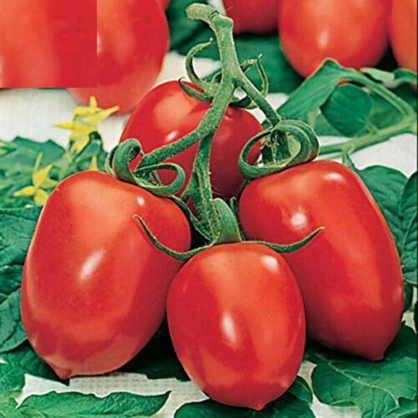 Versatile Roma VF Tomato: Perfect for canning Tomate polyvalente Roma VF: Parfait pour la mise en conserve