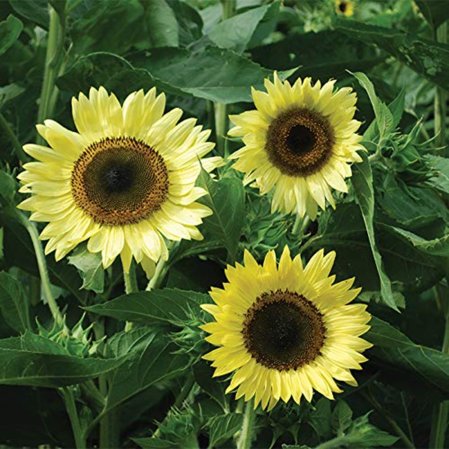 Vibrant Flowers for Your Garden of Lemon Queen Sunflower Fleurs vibrantes pour votre jardin de tournesol Lemon Queen
