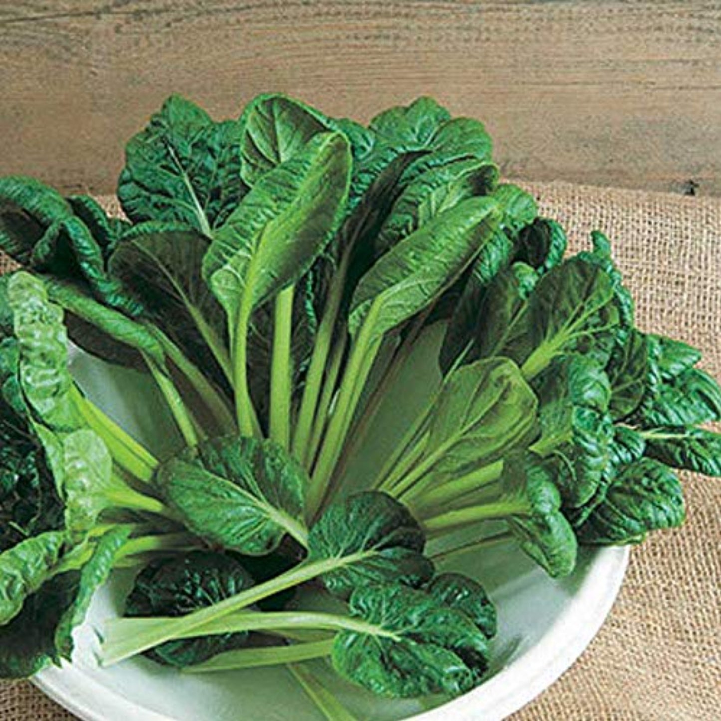 Green Tatsoi Chinese Cabbage Seeds - Enhance Your Garden Graines de chou chinois Green Tatsoi - Améliorez votre jardin