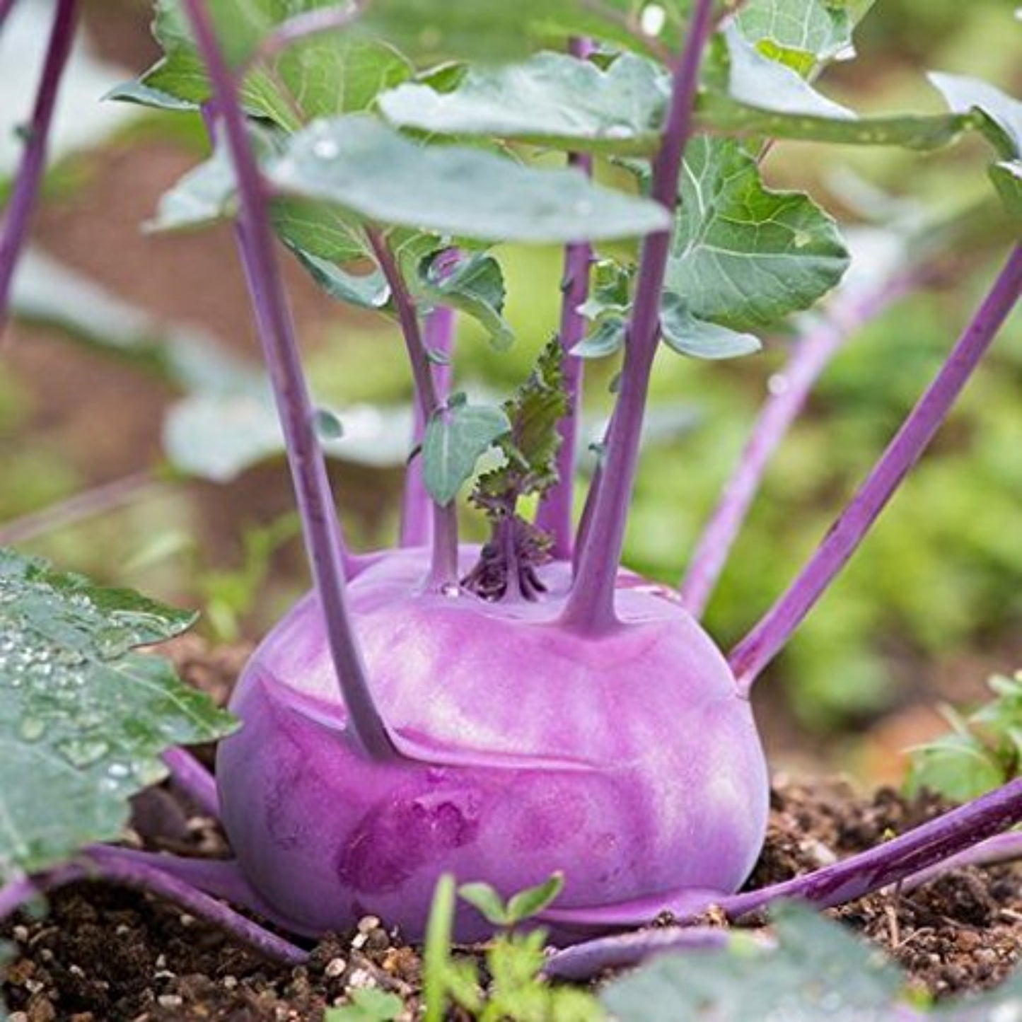 Close-up of Purple Vienna Kohlrabi bulbs in a garden Gros plan des bulbes de chou-rave violet de Vienne dans un jardin
