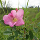 Tough prairie wildflower  Mauvais prairie sauvage