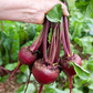  Early wonder beetroot seeds for a spring harvest. Graines de betterave Early Wonder pour une récolte de printemps.