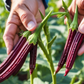 Hands holding the burgundy okra seeds Mains tenant les graines de gombo bordeaux