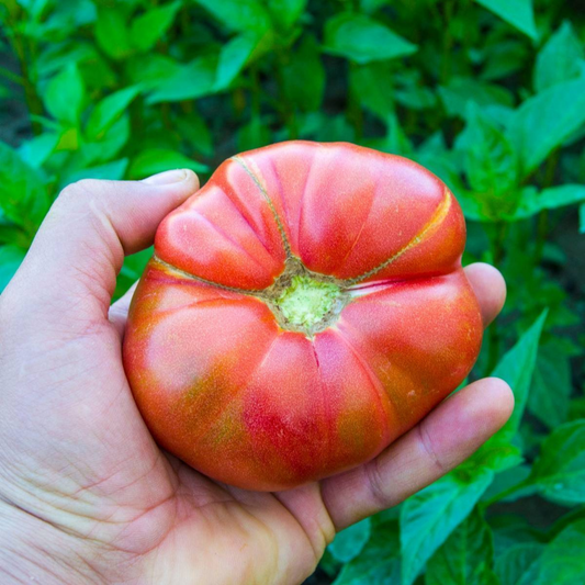Perfect for growing juicy and flavorful tomatoes. Parfait pour faire pousser des tomates juteuses et savoureuses.