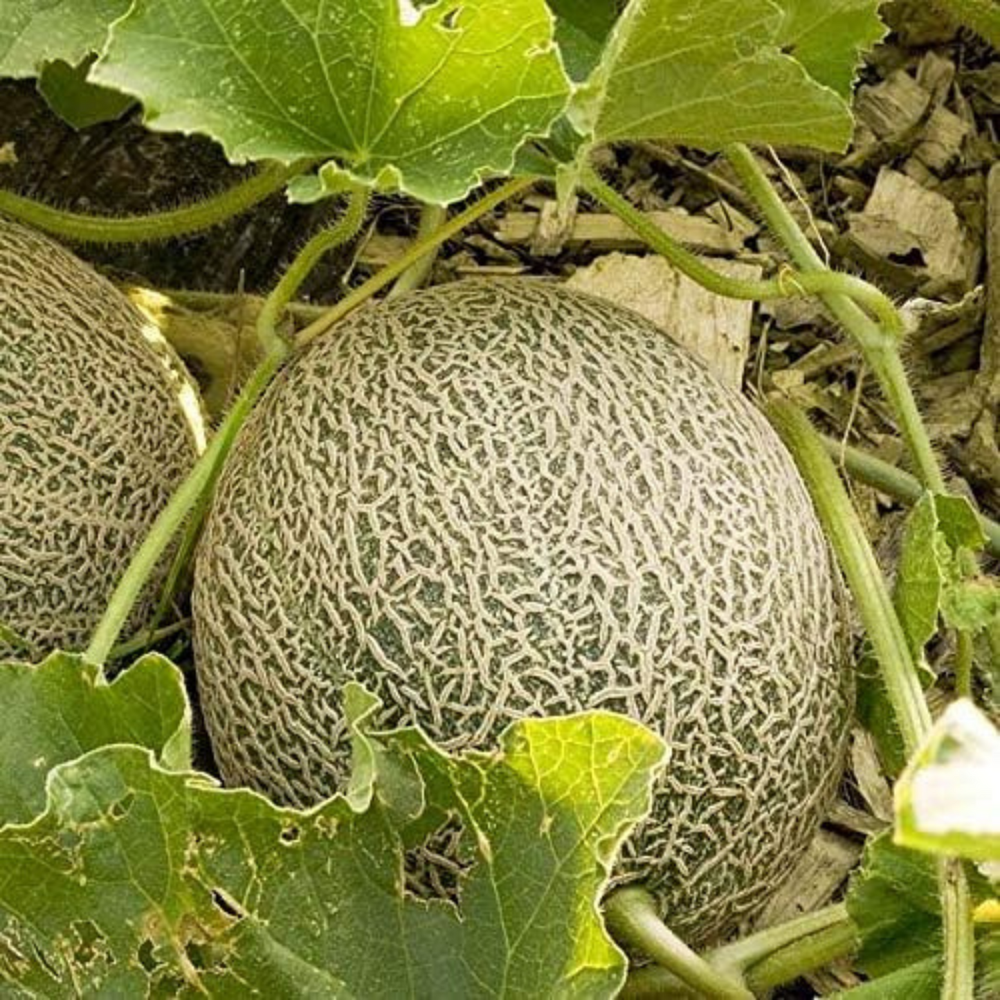 A packet of high-quality cantaloupe seeds. Un paquet de graines de cantaloup de haute qualité