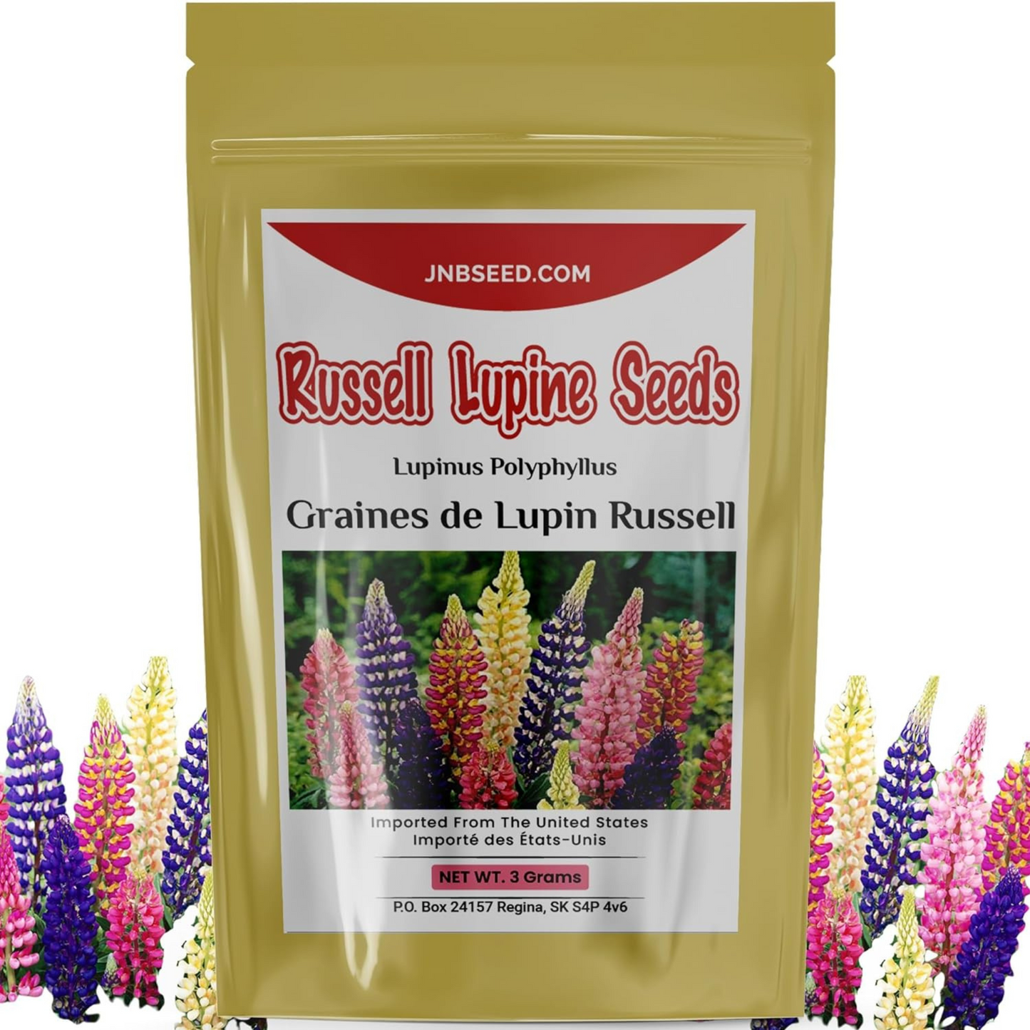 Beautiful Russell Lupine flower seed in bloom. Belle graine de fleur de lupin Russell en fleur.