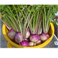 Purple Turnip freshly harvested with the leaves intact. Navet violet fraîchement récolté avec les feuilles intactes.