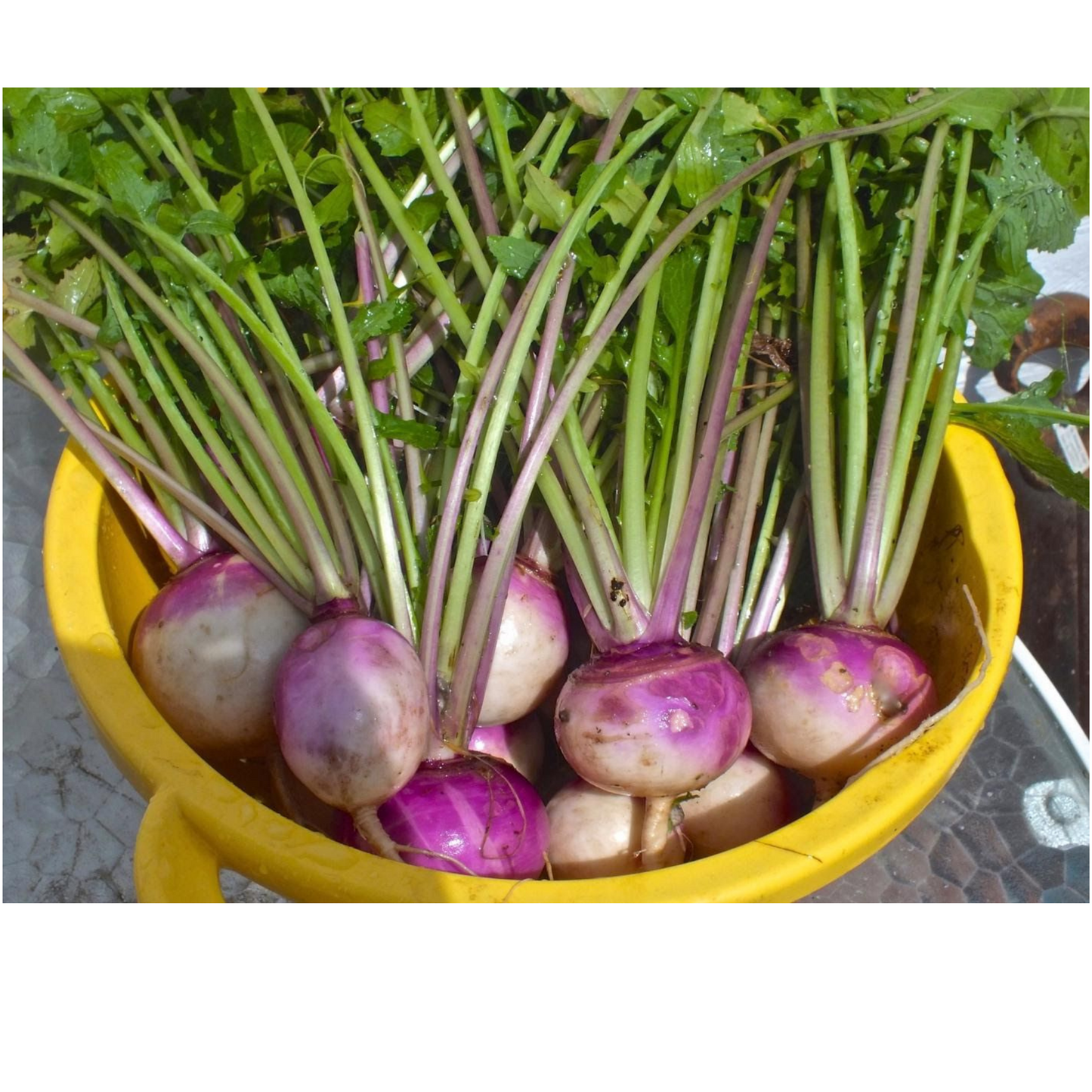 Purple Turnip freshly harvested with the leaves intact. Navet violet fraîchement récolté avec les feuilles intactes.