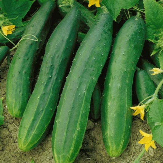 The skin of the cucumber is smooth and dark green. La peau du concombre est lisse et vert foncé.