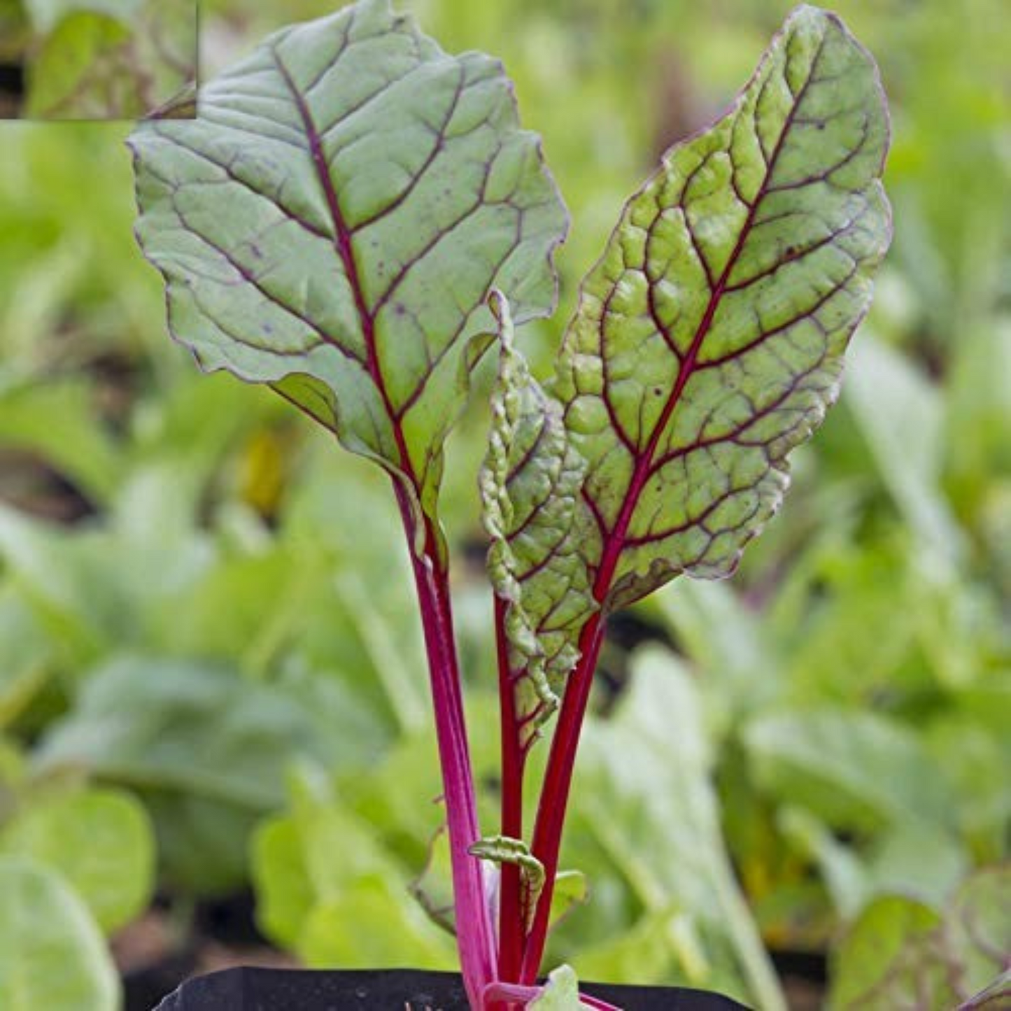  Get these seeds of vibrant Ruby Red Swiss Chard.  Procurez-vous ces graines de bette à carde rouge rubis vibrante