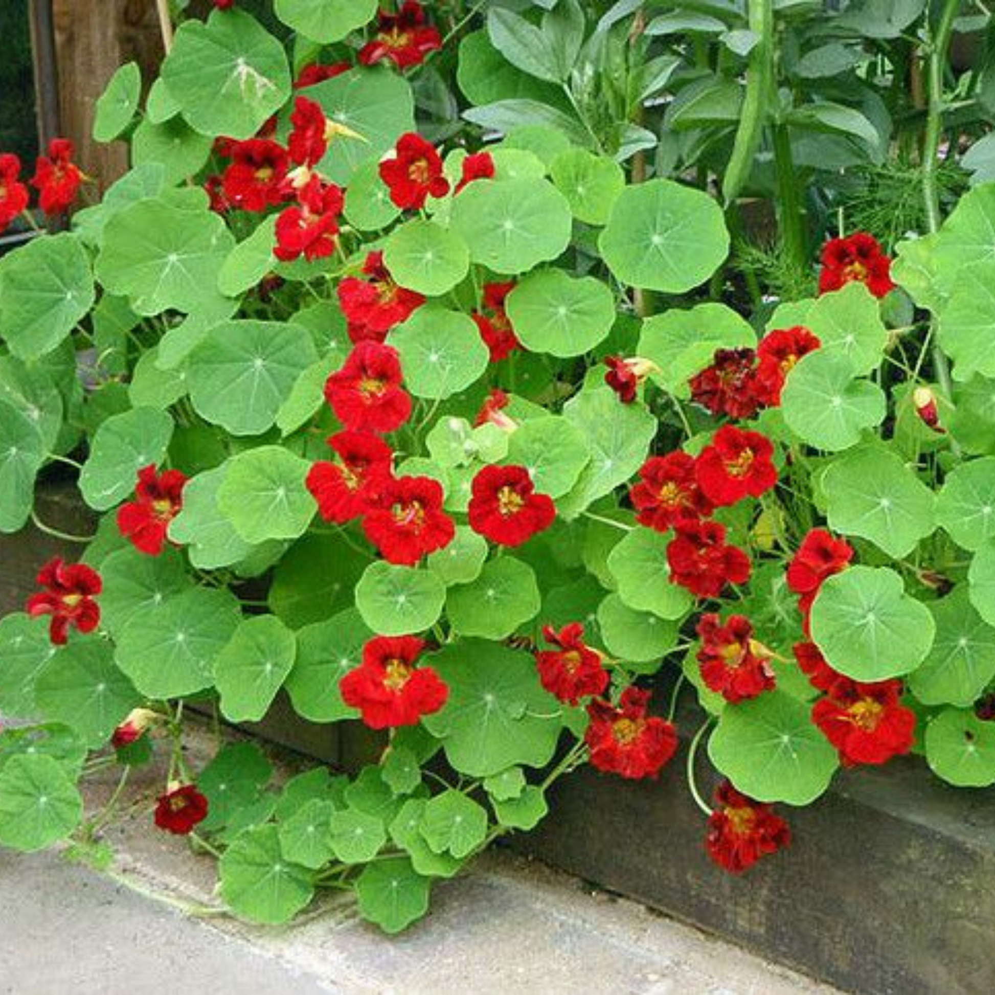 A plant with vibrant red flowers and lush green leaves. Une plante aux fleurs rouge vif et aux feuilles vertes luxuriantes.