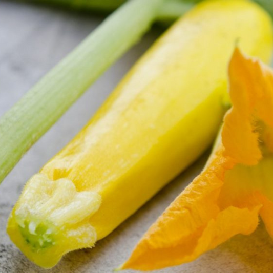 Colorful and Flavorful Summer Melody Squash Seeds. Coloré et savoureux Summer Melody Squash Seeds.