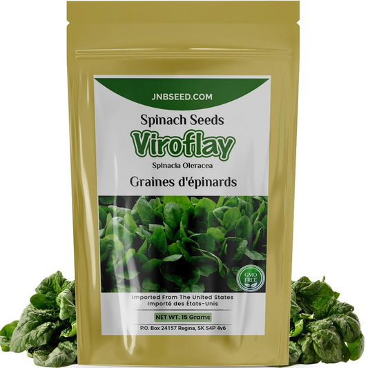 Fresh Viroflay Spinach perfect for your garden or farm! Épinards Viroflay frais parfaits pour votre jardin ou votre ferme!