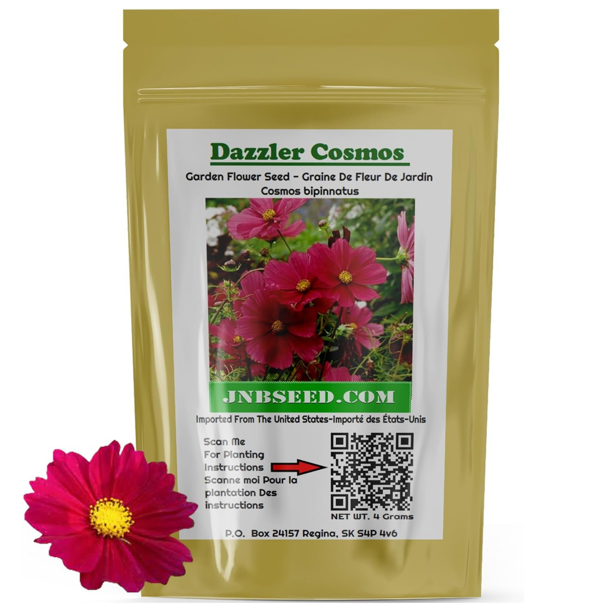 Dazzler cosmos is known for their daisy-like flowers Dazzler cosmos est connu pour ses fleurs ressemblant à des marguerites