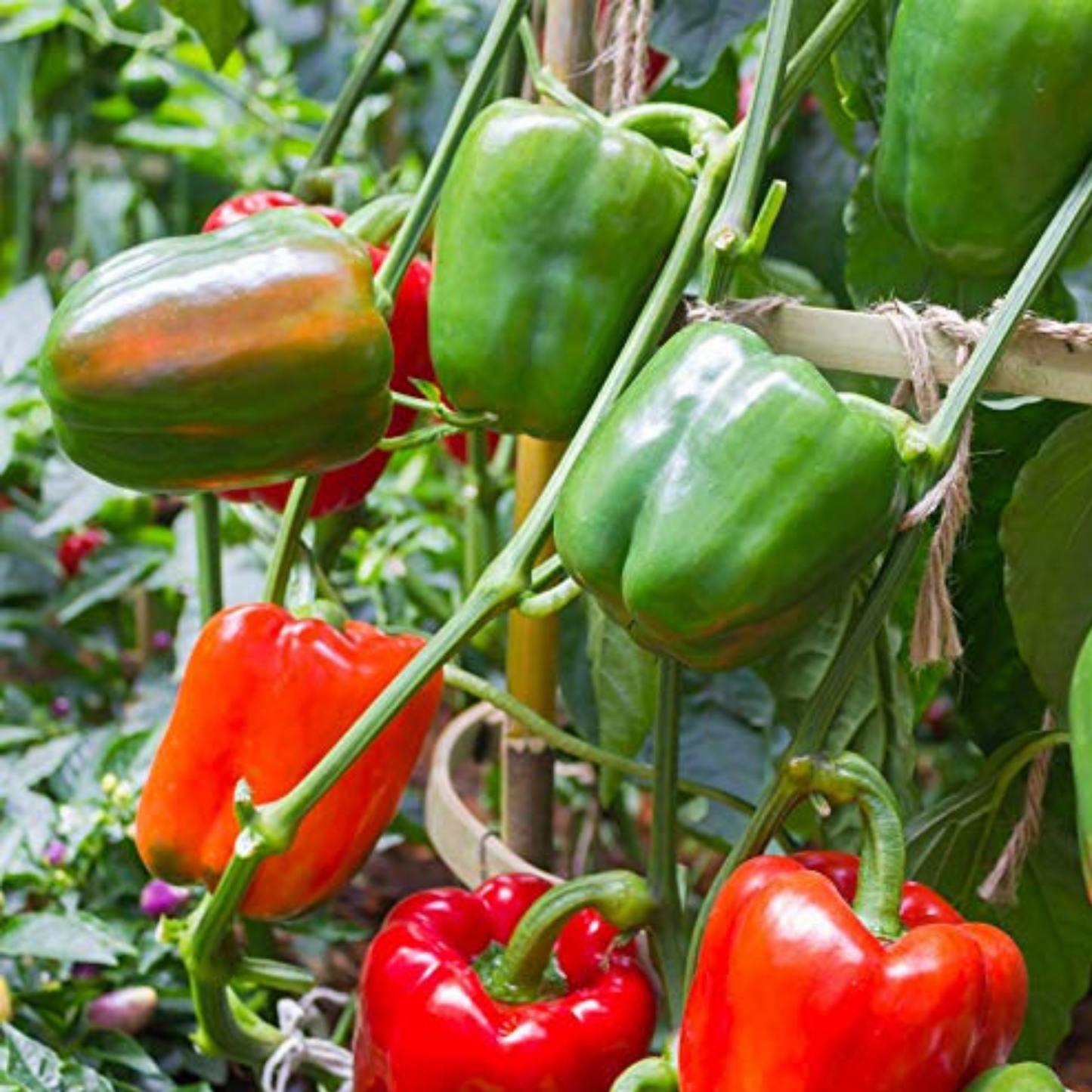 California Wonder Pepper Seeds vibrant red and green pepper. California Wonder Pepper Seeds vibrant poivre rouge et vert