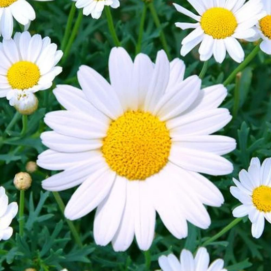 Long-lasting and can be used in floral arrangements. Durable et peut être utilisé dans les arrangements floraux.