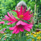 Stunning Fringed Pink Flower Seeds in your backyard. Superbes graines de fleurs roses frangées dans votre jardin