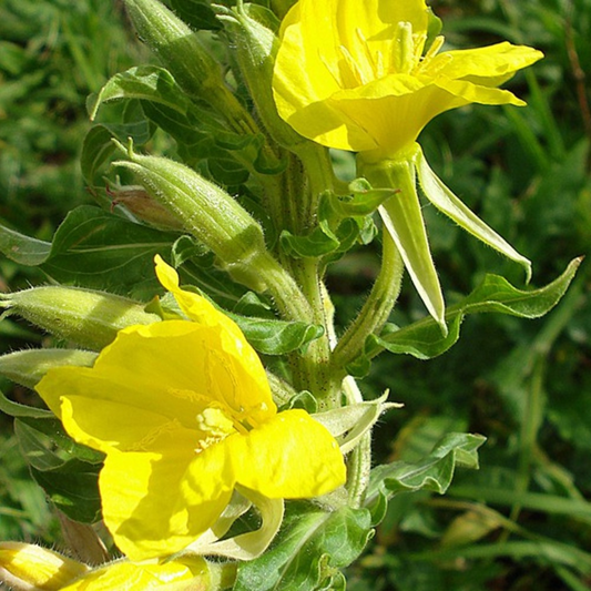 Evening Primrose fragrant and Beautiful Blooms for Your Garden. Onagre parfumée et belles fleurs pour votre jardin.