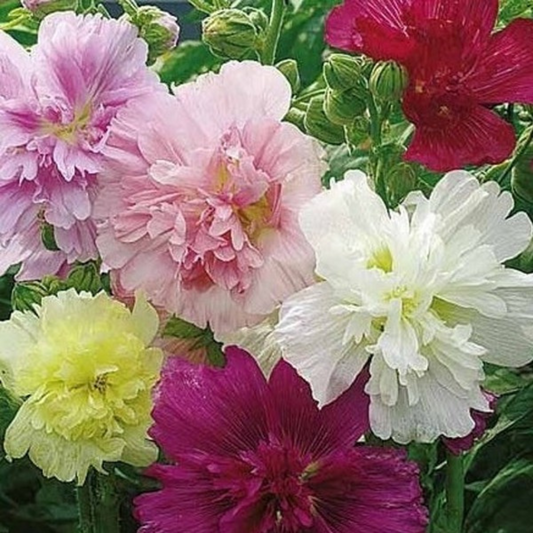 Colorful hollyhock seeds for your summer garden carnival. Graines hollyhock colorées pour votre carnaval de jardin d'été.