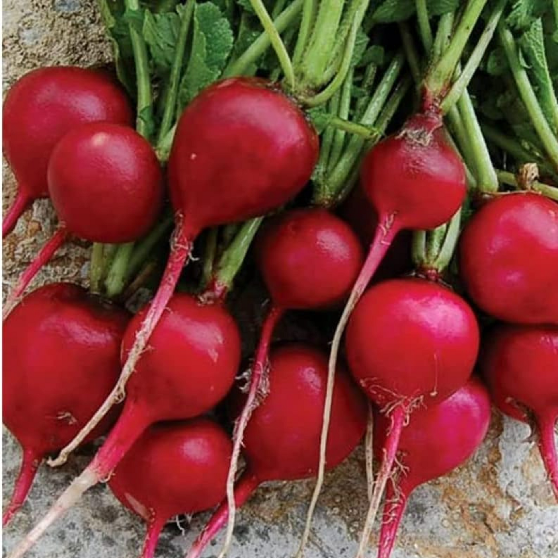  Packet of early scarlet radish seeds, fresh & crunchy.  Sachet de graines de radis écarlate précoce, fraîches et croquantes.