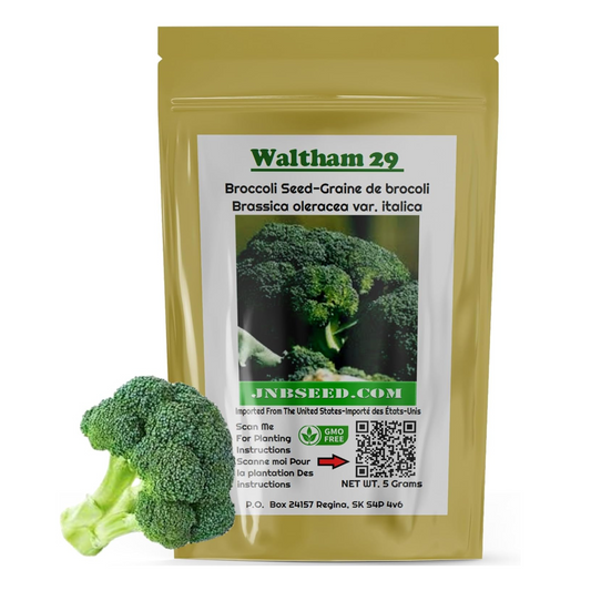 Waltham 29 Broccoli high quality seeds for your garden. Waltham 29 Graines de brocoli de haute qualité pour votre jardin.