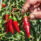 Fresno Hot Pepper for harvest Piment fort de Fresno pour la récolte