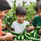Jalapeno pepper seeds for home gardening Graines de piment jalapeno pour le jardinage domestique