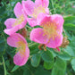 Lovely prairie roses blossom Belles roses des prairies fleurissent